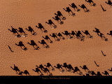 Caravanes de dromadaires près de Fachi Affiches par Yann Arthus-Bertrand