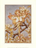 Die Birnenblüten-Elfe Poster von Cicely Mary Barker