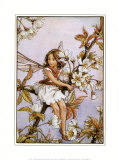 Die Kirschblüten-Elfe Kunstdrucke von Cicely Mary Barker