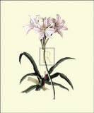 Lilio-Narcissus Poster von Georg Dionysius Ehret