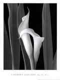 Embrace Poster by Mary Ann Mercer