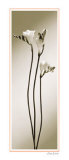 Freesia Poster par Edoardo Sardano