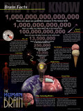 Brain Facts poster