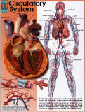 Système circulatoire Posters