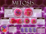 Mitosis & Cytokinesis  Prints