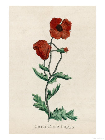  FLORES Y LETRAS PARA DECOUPAGE