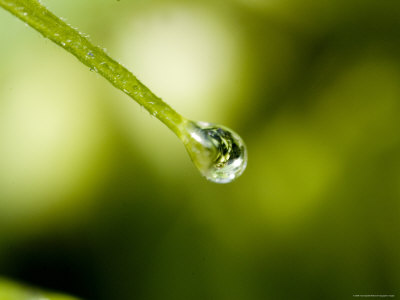 Close View of a Drop of Water at the End of a Twig, Groton, Connecticut Photographic Print