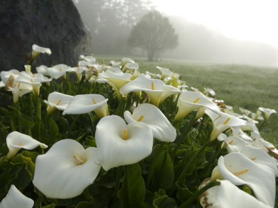 Calla Lilies, Bolinas, California Photographic Print
