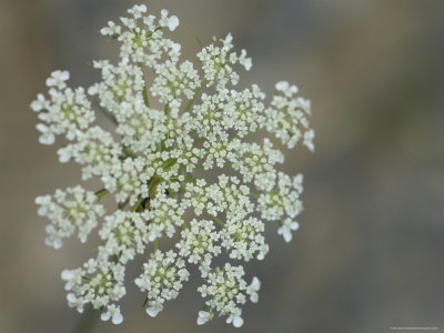 Queen Anne's Lace Blooms Photographic Print