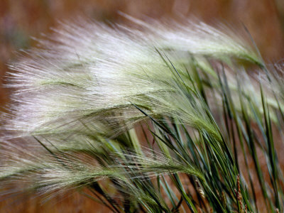 Prairie Grass Photographic Print