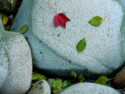 Three Fallen Leaves Lie on a Rock Photographic Print