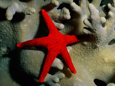 A Brilliant Red Starfish Rests _n a Coral Stampa fotografica