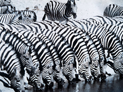 external image 4GPND00Z.jpg