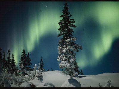 Snow Blanketed Evergreen Trees and the Aurora Borealis at Night Stampa fotografica