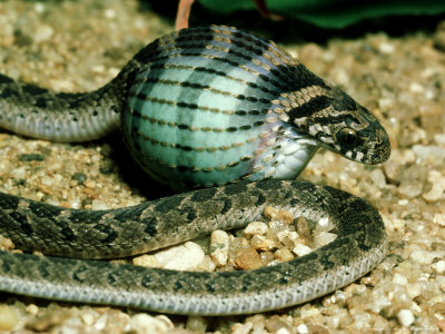 Egg-Eater Snakes snake