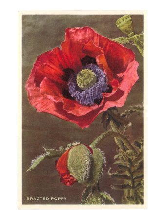  FLORES Y LETRAS PARA DECOUPAGE