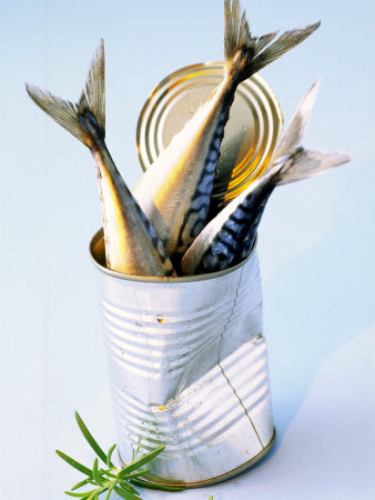 Three Fish (Mackerel) in a Tin Photographic Print