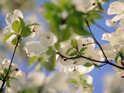 Dogwood Trees in Bloom, Jamaica Plains, MA Photographic Print