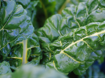 Swiss Chard Aka Silverbeet Leaves Growing in a Vegetable Garden Photographic Print