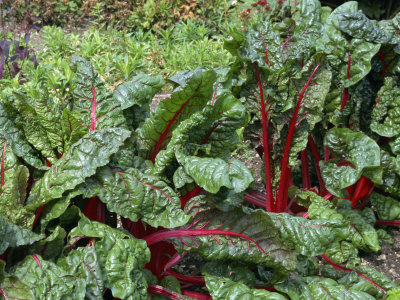 Close-Up of a Row of Rhubarb Chard Beet Leaves in August in England Photographic Print