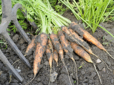 Freshly Dug Home Grown Organic Carrots 'Early Nantes', Norfolk, UK Photographic Print