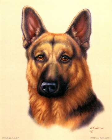 german shepherd wallpaper. German Shepherd Prints by Judy
