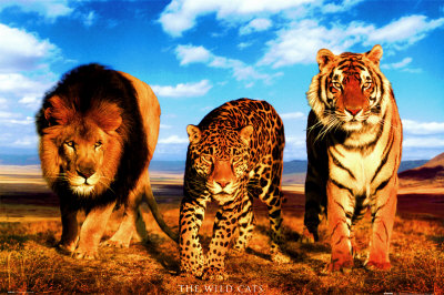 salvajes