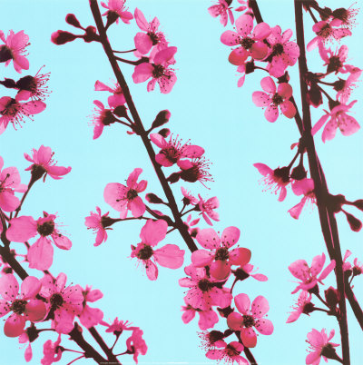 cherry tree blossom japan. Cherry Tree Blossom Art Print