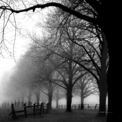 black and white art pictures. Black and White Morning Art