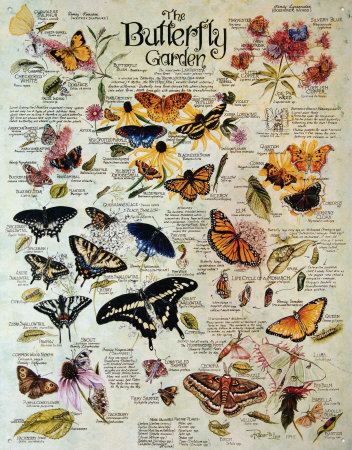 Butterfly Garden on Butterfly Garden Cartel De Chapa Por R  Lee En Allposters Com Ar