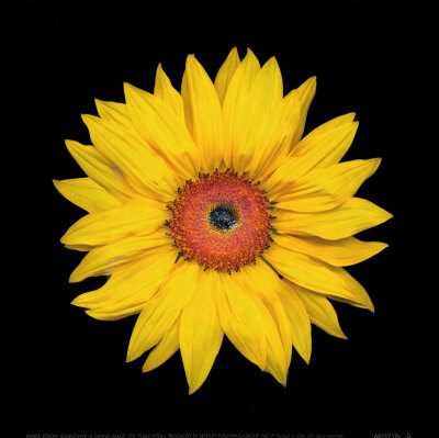 Sunflower Art Print