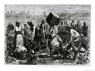 slaves picking cotton. Slaves Picking Cotton on a