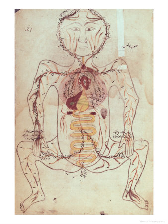 digestive system diagram to label. circulatory system diagram to