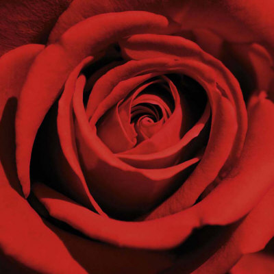 red rose. Red Rose Art Print