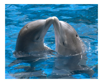 himani-dolphin-kiss.jpg