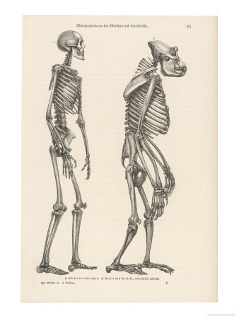 Human Skeleton Compared with