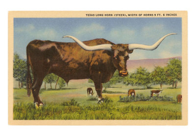 Long Horn Steer, Rockdale,