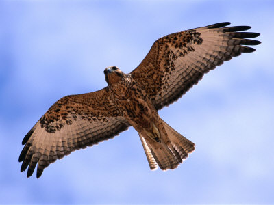 hawks in flight