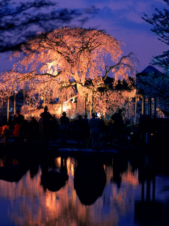 cherry tree blossom japan. Giant Cherry Blossom Tree in