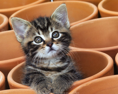 labat-jean-michel-kitty-cat.jpg