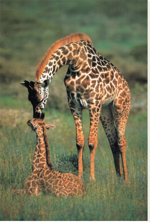 Pictures Of Giraffes To Print. Giraffes Mother and Baby