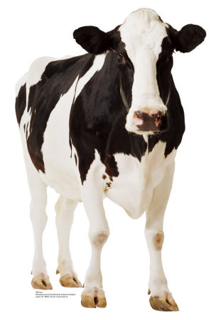 Image For Cow