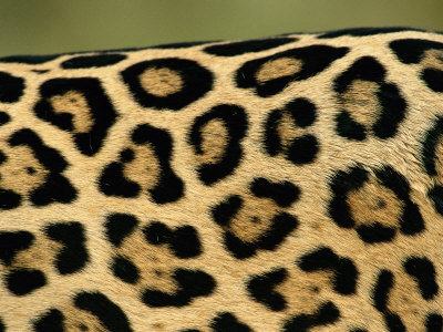 jaguar up close