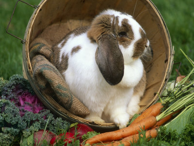 French Lop Eared Bunny for Images