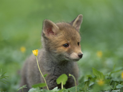 red fox. Red Fox Cub at a Rehab Centre,