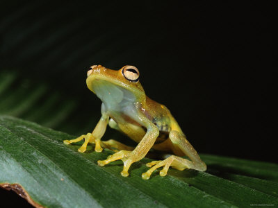 glass frogs. Glass Frog with Eggs Visible