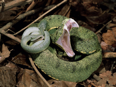 Amazon Jungle Snakes