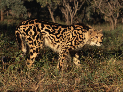 Pictures of Cheetah