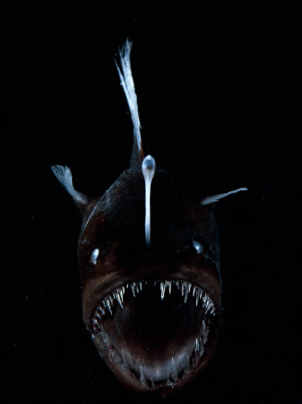 shale-david-deep-sea-anglerfish-female-with-lure-projecting-from-head-to-attract-prey-atlantic-ocean.jpg