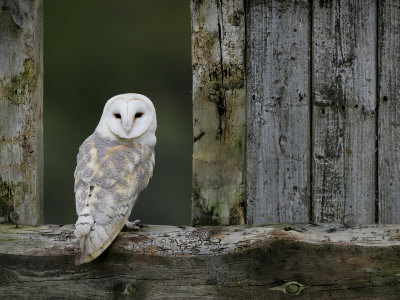 Farm Owl